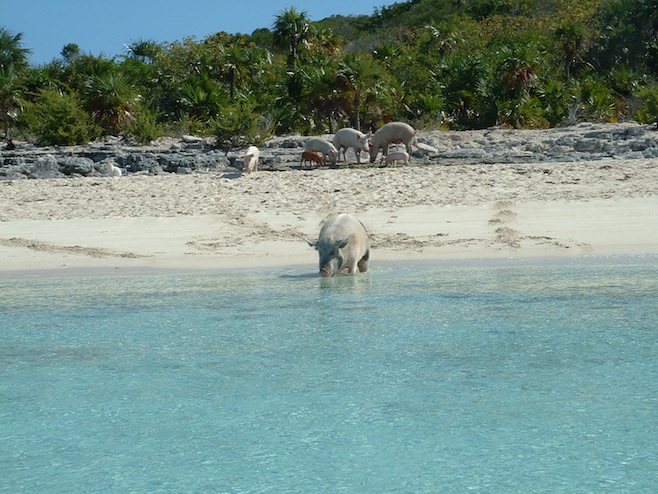 Swimming Pigs